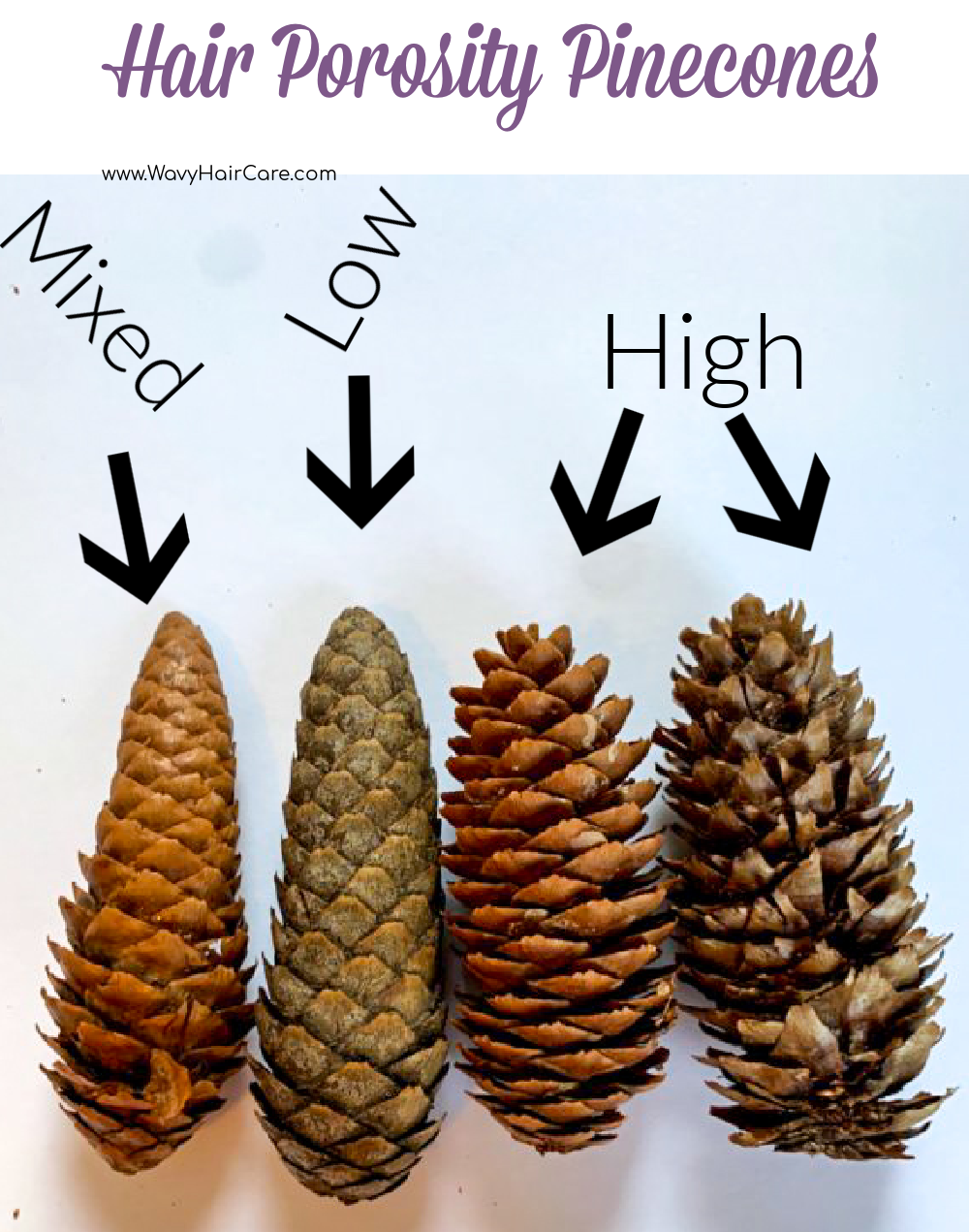 hair porosity pinecone analogy 