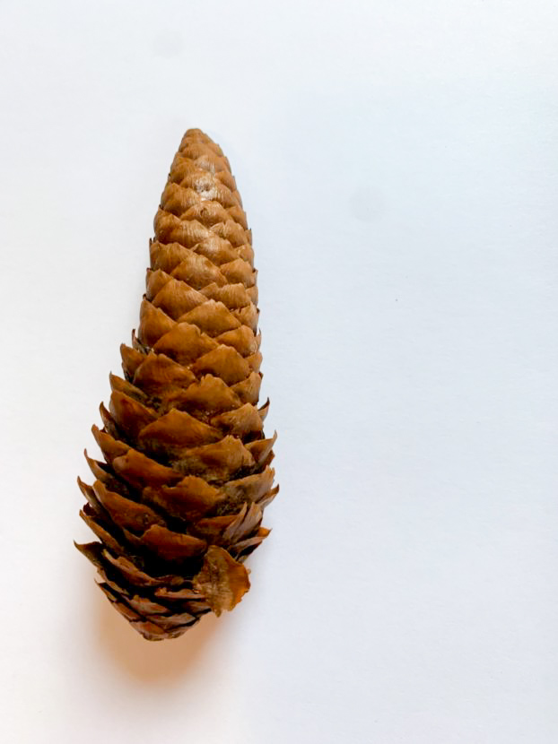 mixed hair porosity pinecone